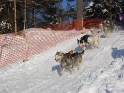 Koiravaljakkokisat 